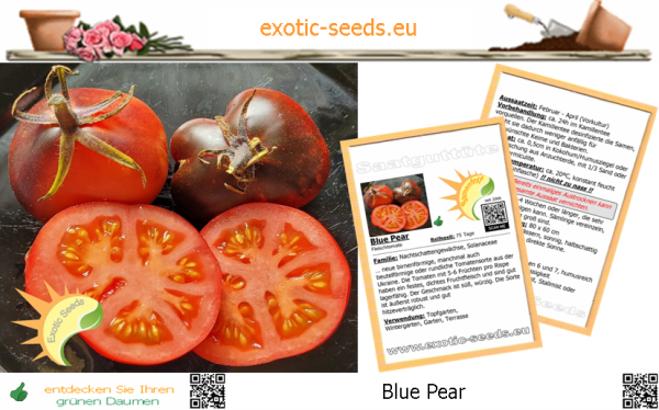 Tomate * Blue Pear * 15 Samen